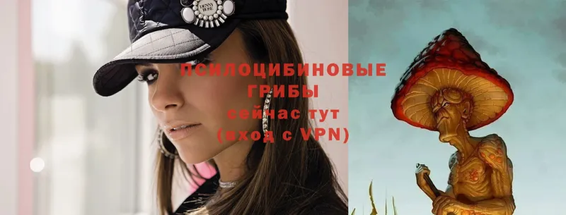 Галлюциногенные грибы Psilocybe  Ивангород 